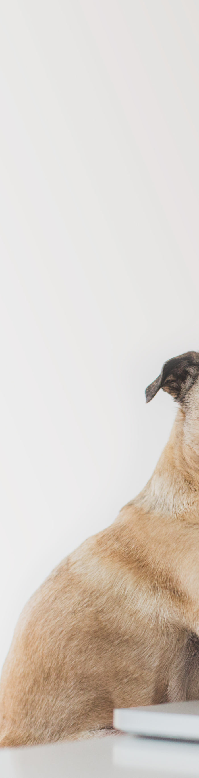 <h2>Fast, Free, Simple Setup.</h2>